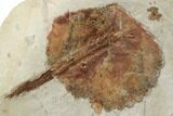 Fossil Leaf (Zizyphoides) - Montana #196804-1